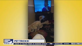 Pet Tricks for Monday, May 27