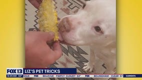 Liz's Pet Tricks for Thursday, June 8