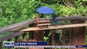 Liz's Pet Tricks for Friday, June 9