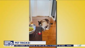 Pet Tricks for Wednesday, May 29