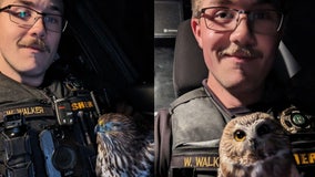 ‘Our resident raptor whisperer’: Island Co. deputy earns moniker after rescuing two birds of prey