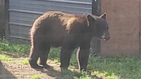 Officers capture black bear in tree in backyard of Pierce County home