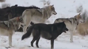 Washington's gray wolf population recovering, warning issued for hikers